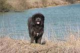 DOGUE DU TIBET 158